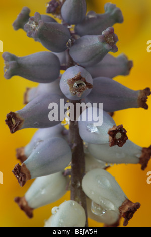 Muscari Muscarimi (Grape Hyacinth) Stockfoto