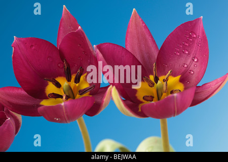 Tulipa Humilis "Persische Perle" (Tulip) sonstige Gruppe Stockfoto