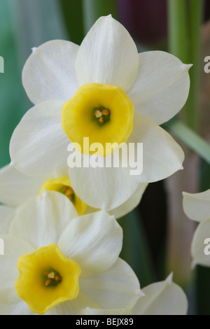 Narcissus "Minnow" AGM (Narzisse) Div.8 Tazetta Stockfoto