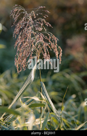 Blütenstand der gemeinsamen Schilf (Phragmites Australis), Belgien Stockfoto