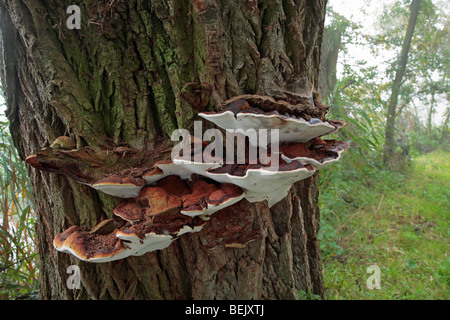 Südlichen Halterung-Pilz (Ganoderma Adspersum / Ganoderma Europaeum / Polyporus Adspersus) auf Baumstamm Stockfoto