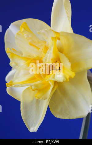 Narcissus 'Lemon Beauty' (Narzissen) Div.11b Split-Corona Papillon Stockfoto