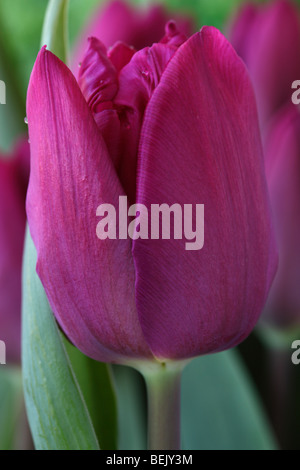 Tulipa 'Purple Prince' (Tulip) Darwinhybrid Gruppe Stockfoto