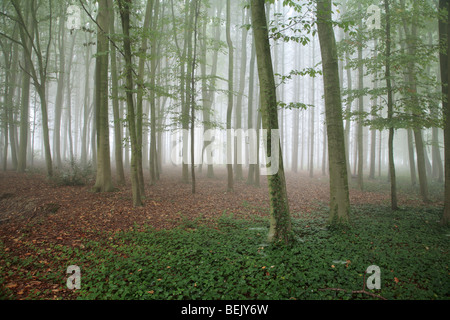 Efeu (Hedera Helix) in Buchenwald im Nebel, Belgien Stockfoto