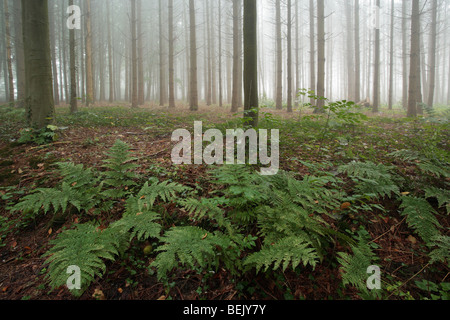 Wurmfarn (Dryopteris Filix-Mas) im Wald im Nebel, Belgien Stockfoto