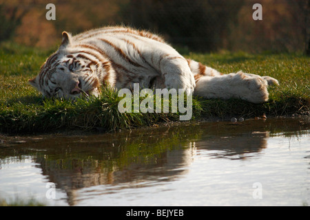 Weißer Tiger ruht in der Nähe von Wasser mit Reflexion Stockfoto