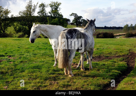 Pferde an der Mühelosigkeit in der Howardian Hills, Coneysthorpe, North Yorkshire, UK Stockfoto