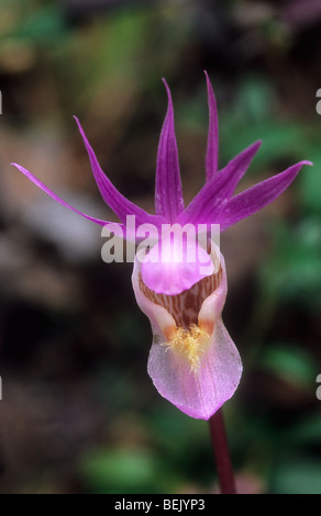 Fee Slipper Orchidee (Calypso Bulbosa) in der Taiga von Finnland, Skandinavien Stockfoto