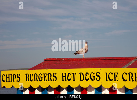 Möwe stehend auf Dach des Kiosk am Strand von Weymouth im Sommer Stockfoto