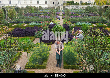 Gärtner arbeiten in den Gärten des Schlosses Villandry entlang der Loire, Frankreich Stockfoto