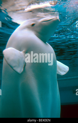 Beluga-Wal (Delphinapterus Leucas), Vancouver Aquarium, Stanley Park, Vancouver, BC, Britisch-Kolumbien, Kanada Stockfoto