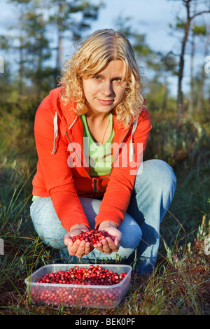 Frau wilde Bio Preiselbeeren in einem Sumpf Kommissionierung Stockfoto