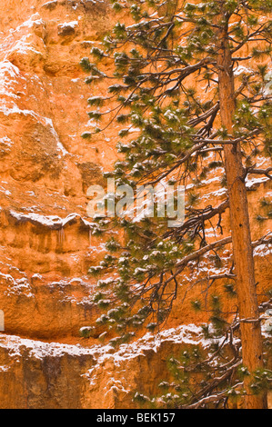 Neuschnee am Kiefer und Canyon Wand, Bryce-Canyon-Nationalpark, Utah Stockfoto