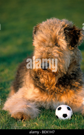 Airedale Terrier (Canis Lupus Familiaris) liegen neben einem Ball im Garten Stockfoto