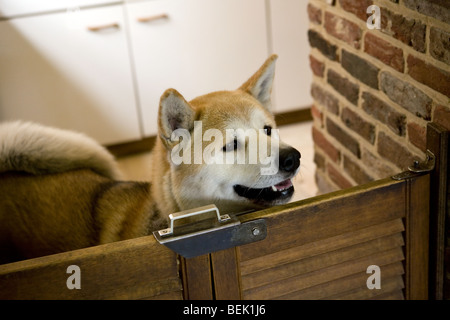 Neugierig japanischen Akita Inu / American Akita Hund mit Blick auf ein kleines Hindernis im eigenen Haus Stockfoto