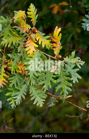 Blätter und Früchte der Pyrenäen-Eiche, Quercus pyrenaica Stockfoto