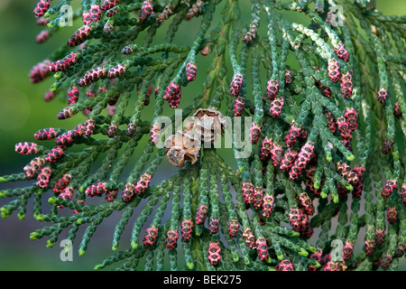 Port Orford Zeder / Lawson Zypresse (Chamaecyparis lawsoniana), aus Oregon und Nordwesten Kaliforniens, Nahaufnahme von Ästen mit Zapfen Stockfoto