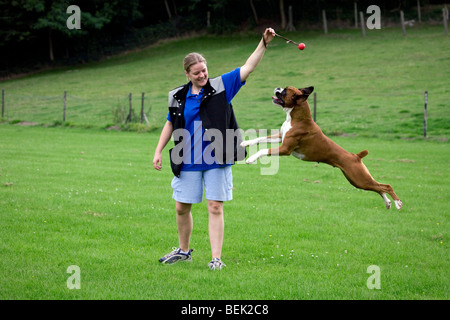 Boxer-Hund (Canis Lupus Familiaris) spielen mit Ball zusammen mit seinem Meister in Feld Stockfoto