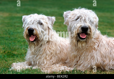 Weich – Coated Wheaten Terrier (Canis Lupus Familiaris), Hunderasse aus Irland Stockfoto