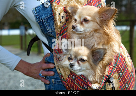 Zwei Chihuahua Hunde in Gürteltasche getragen von Frau Stockfoto