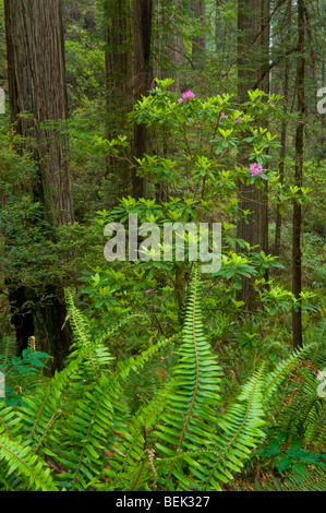 Trail durch Redwood-Bäume und Wald, Del Norte Coast Redwood State Park, Kalifornien Stockfoto