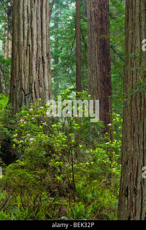 Wilde Rhododendren blühen im Redwood-Baum-Wald, Del Norte Coast Redwood State Park, Kalifornien Stockfoto