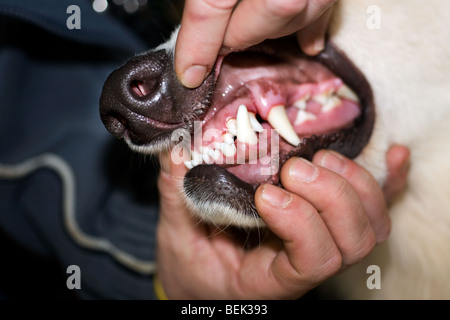 Nahaufnahme eines deutschen Schäferhundes zeigen Zähne Stockfoto