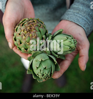 Nahaufnahme von den Händen von Frau Gärtner halten drei Artischocken, die sie selbst auf ihrem Schrebergarten in England aufgewachsen ist Stockfoto