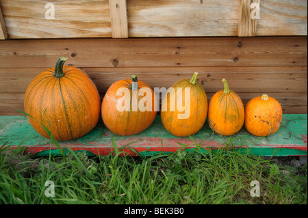 Eine Reihe von fünf 5 frisch geerntet leuchtend orange Kürbisse angebaut auf einer Zuteilung Garten im Vereinigten Königreich, die Größe von links nach rechts geordnet Stockfoto