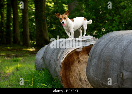 Verspielte Jack Russell Terrier Hund stehend auf Log in Wald Stockfoto