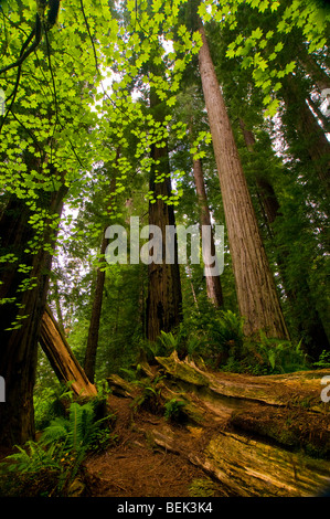 Sonnendurchflutetes Rebe Ahornblätter und Redwood-Bäume im Wald bei Stout Grove, Jedediah Smith Redwoods State Park, Kalifornien Stockfoto