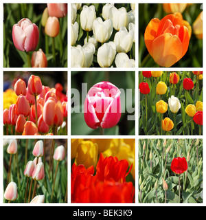 Frühlingsstimmung. Satz von 9 Bildern wunderbar bunte Tulpen Stockfoto