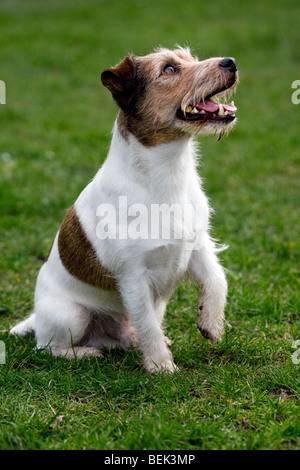 Jack Russell Terrier Hund sitzen im Freien auf dem Rasen im Garten Stockfoto
