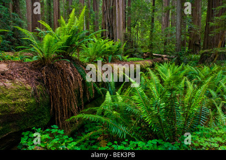 Farne und Redwood-Bäume im Wald bei Stout Grove, Jedediah Smith Redwoods State Park, Kalifornien Stockfoto