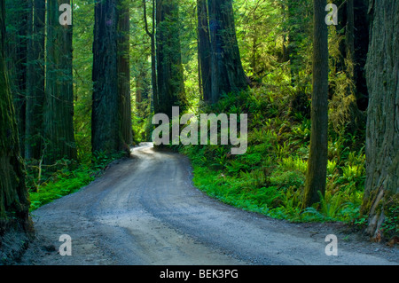 Sonnenlicht durch Redwood-Bäume im Wald, Howland Hill Road, Jedediah Smith Redwoods State Park, Kalifornien Stockfoto