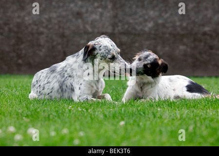 Zwei Mischling Hunde auf Rasen im Garten liegen und lecken gegenseitig mundtot zu machen Stockfoto