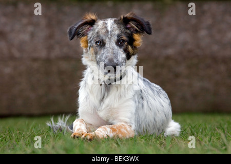 Mischling Hund im Garten liegen Stockfoto