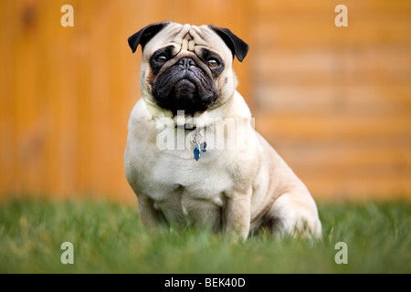 Porträt des chinesischen Mops / niederländische Mastiffhund sitzen im Garten Stockfoto