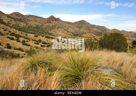 Grasland in den östlichen Ausläufern der Santa Rita Mountains der Sonora-Wüste in Arizona, USA, bei Trockenheit. Stockfoto