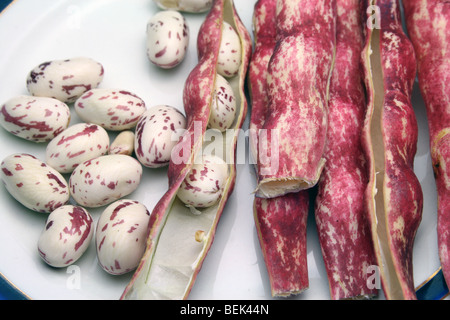 Borlotti / Borlotto Bohnen und Hülsen Stockfoto