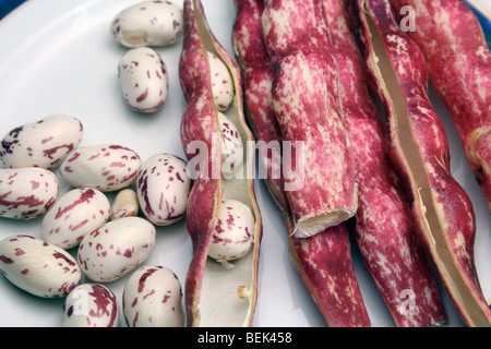 Borlotti / Borlotto Bohnen und Hülsen Stockfoto