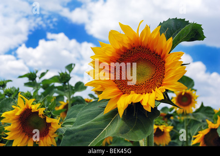 Sonnenblumen auf dem Hintergrund eines blauen Wolkenhimmel Stockfoto