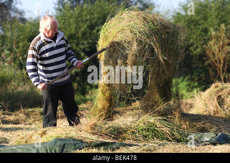 Naturpflege, drehen Heu in Hayfield im Naturschutzgebiet, Belgien Stockfoto