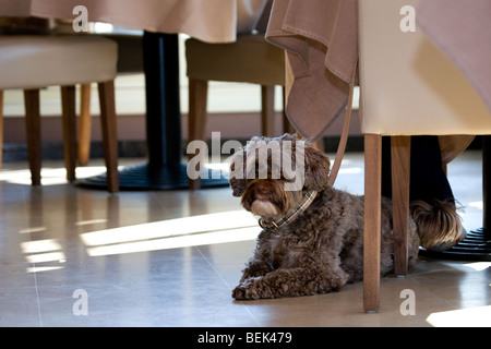 Tibet Terrier Hund ruhen auf dem Boden im restaurant Stockfoto