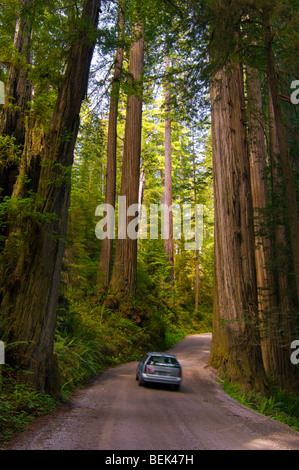 Sonnenlicht durch Redwood-Bäume im Wald und Auto fahren auf Howland Hill Road, Jedediah Smith Redwoods State Park, Kalifornien Stockfoto