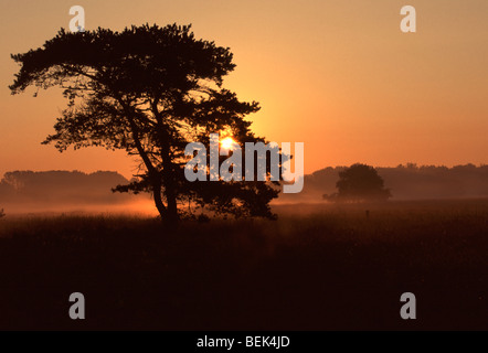 Föhre / Scots Kiefer und Nebel bei Sonnenaufgang in der Kalmthoutse Heide Natur behalten, Kalmthout, Belgien Stockfoto