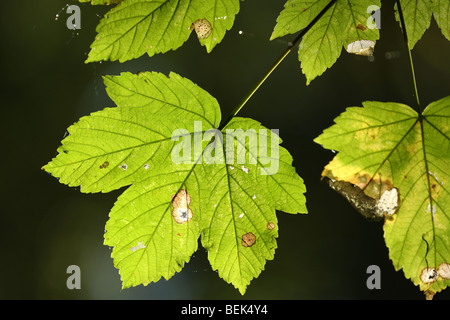 Blätter der Platane (Acer Pseudoplatanus) im Wald Stockfoto