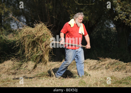 Naturpflege, drehen Heu in Hayfield im Naturschutzgebiet, Belgien Stockfoto