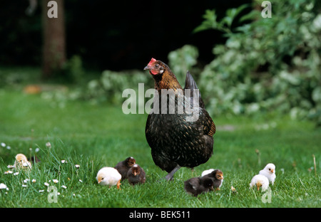 Schwarze Huhn mit schwarzen und gelben kleinen Küken im Rasen Stockfoto