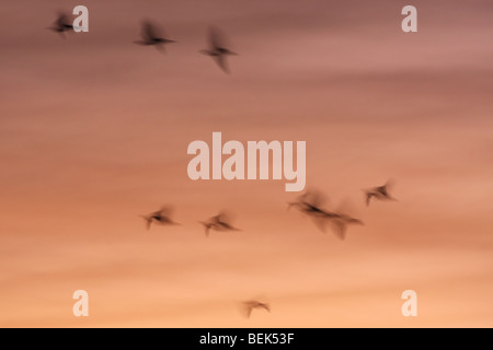 Fliegen häufig Kormorane (Phalacrocorax Carbo) bei Sonnenaufgang, Birdmigration, Belgien Stockfoto